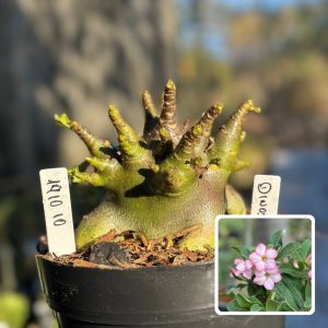 1910 10 Arabicum Vitrine Dinossauro