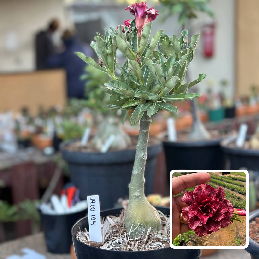 1910 104 Big Caudex Golden lavanda