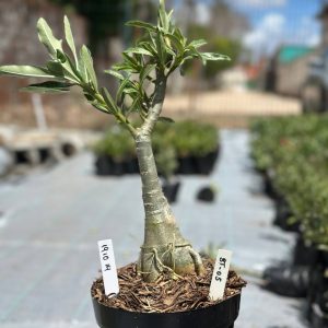 1910 14 Big Caudex BT 05