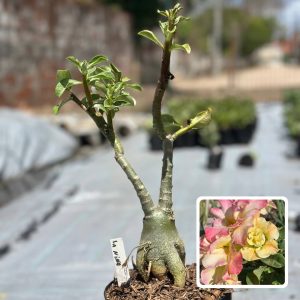 1910 21 Big Caudex La Nina