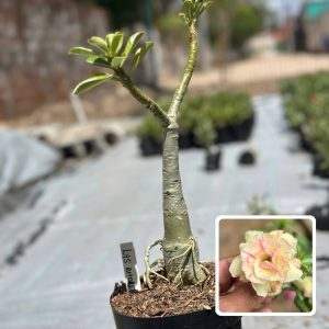 1910 28 Big Caudex Lys Amarela