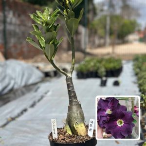 1910 41 Big Caudex Berinjela