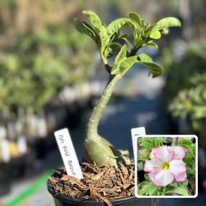 1910 43 Rosa do Deserto Bri - Rose Buquê