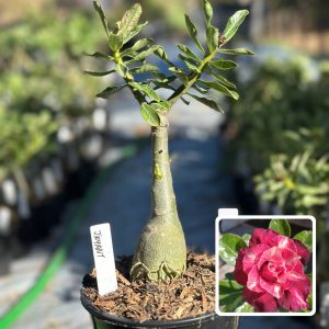 1910 50 Rosa do Deserto Jayanti