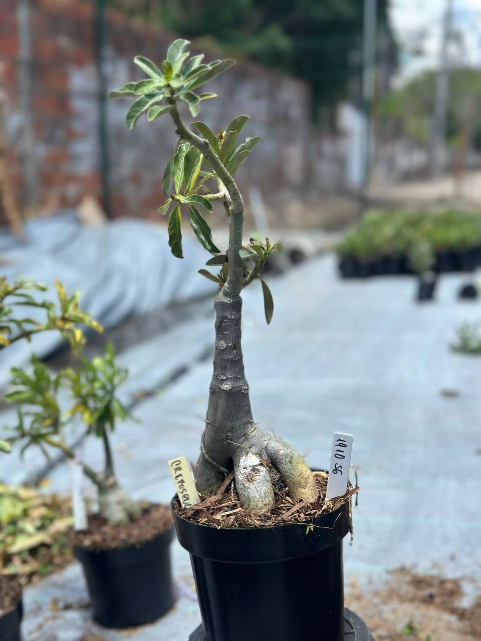 1910 56 Big Caudex Crepúsculo