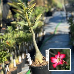 1910 58 Rosa do Deserto Anaconda Somalense Tigrada