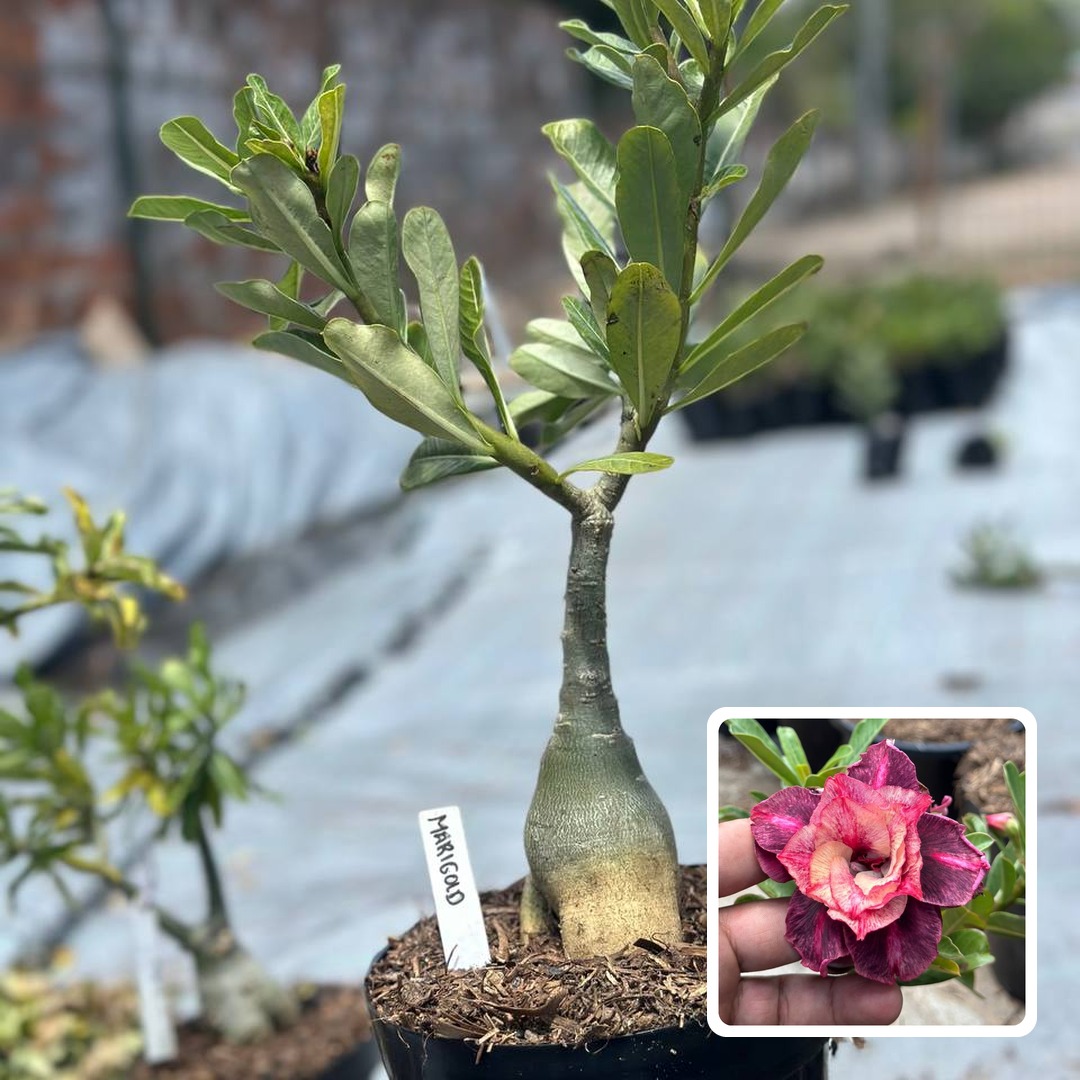 1910 58 Big Caudex Marigold