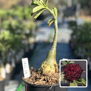 1910 59 Rosa do Deserto Blood Ruby