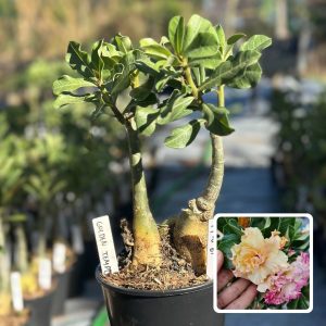 1910 61 Rosa do Deserto Golden temple