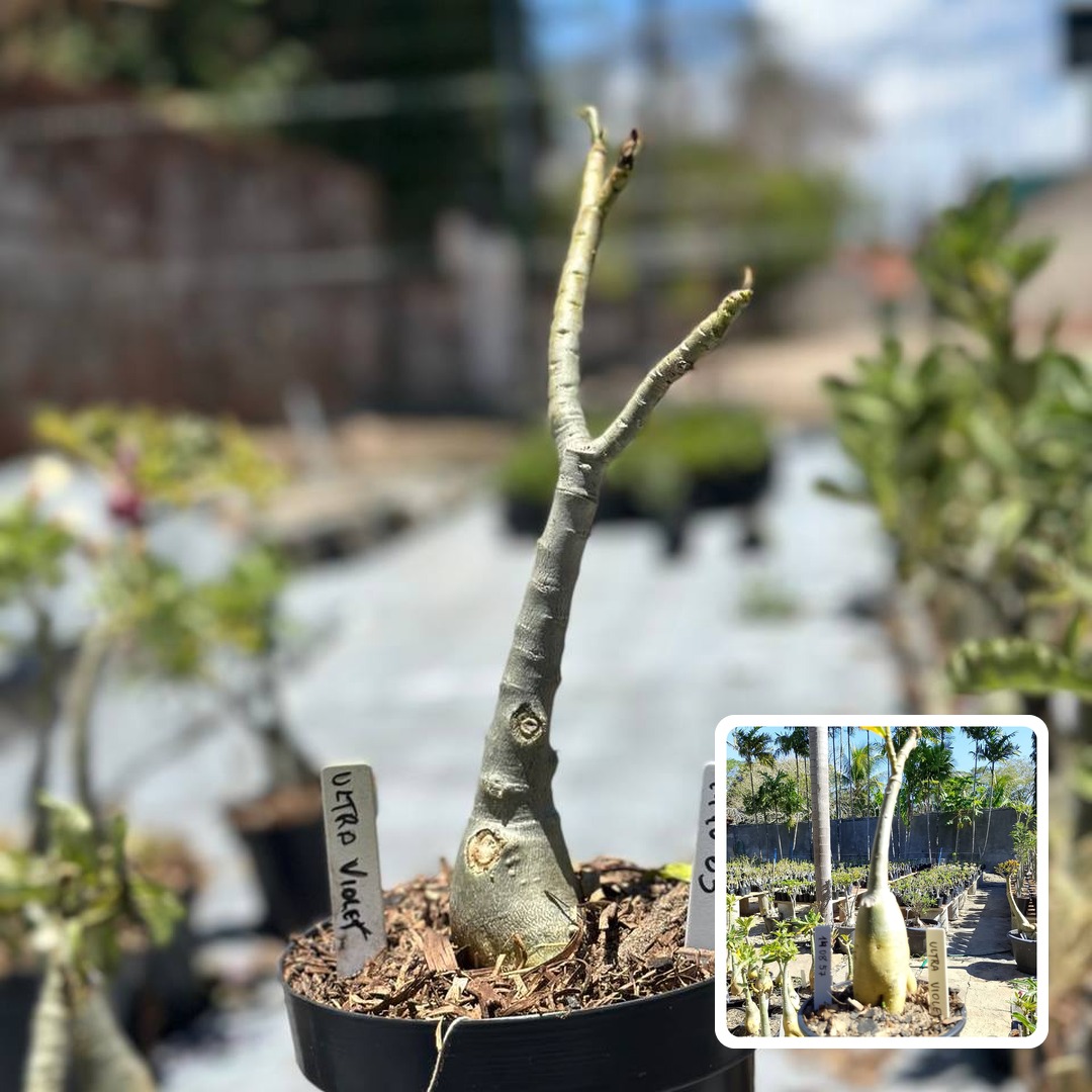 1910 63 Big Caudex Ultra Violet