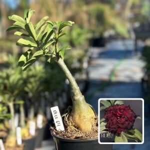1910 64 Rosa do Deserto Blood Ruby