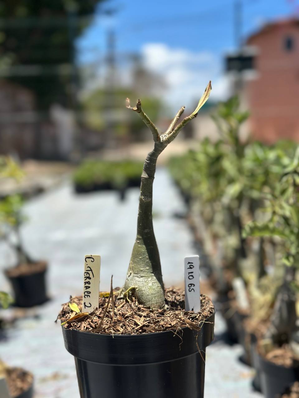 1910 65 Big Caudex C Terrace 2