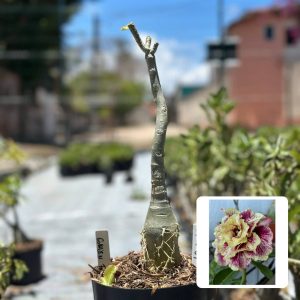 1910 67 Big Caudex Golden Faith