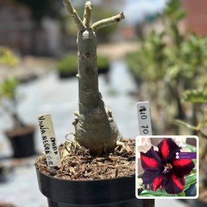 1910 70 Big Caudex Viúva negra