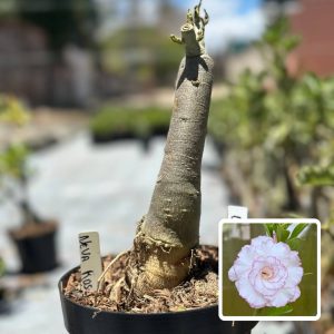 1910 72 Big Caudex Neva Rosa