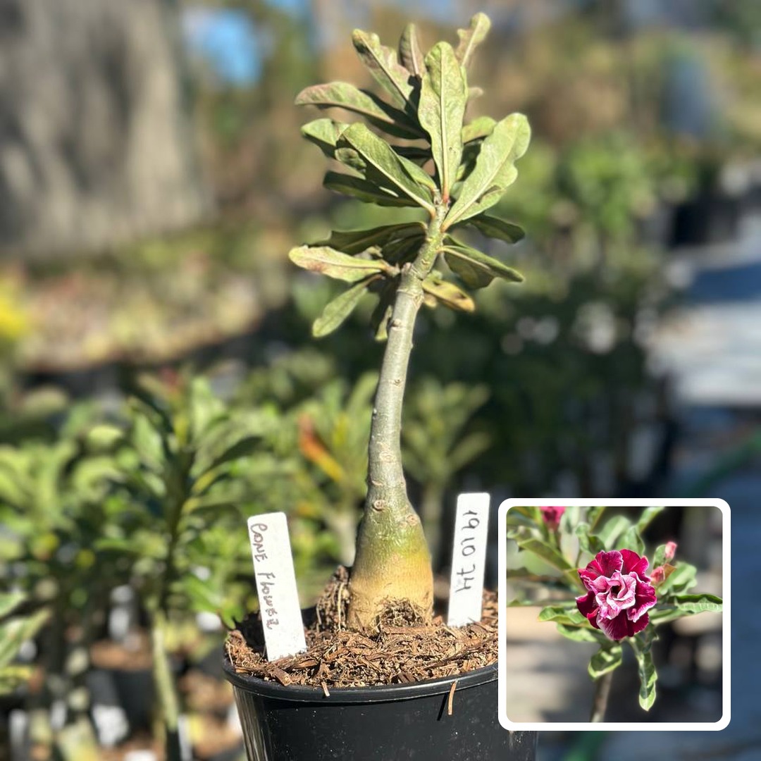 1910 74 Rosa do Deserto Cone Flower