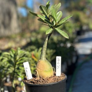 1910 75 Rosa do Deserto Curcuma
