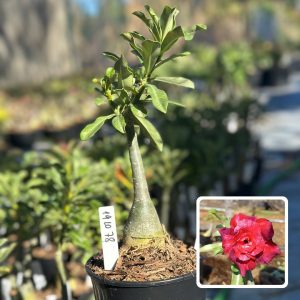1910 78 Rosa do Deserto cibele