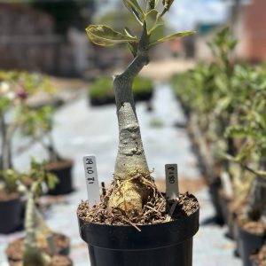 1910 80 Big Caudex P180