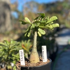 1910 82 Rosa do Deserto Variegata Porcelana 2