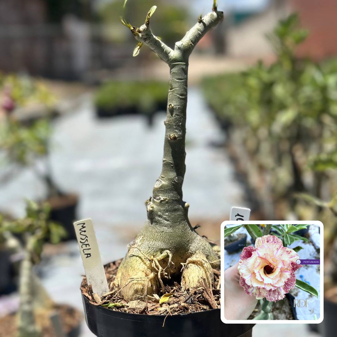 1910 97 Big Caudex Mussela (Leilão)