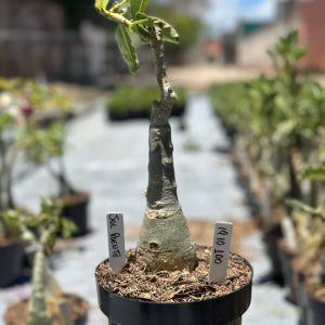 1910 99 Big Caudex Sol Poente