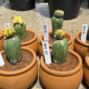 2010 01 Cacto Kit Astrophytum Asteria