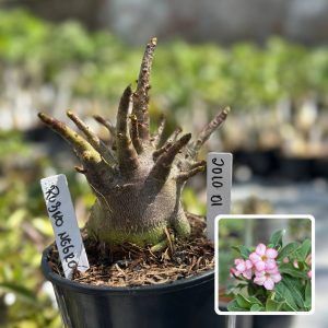 2010 01 Arabicum Rubro Negro F3