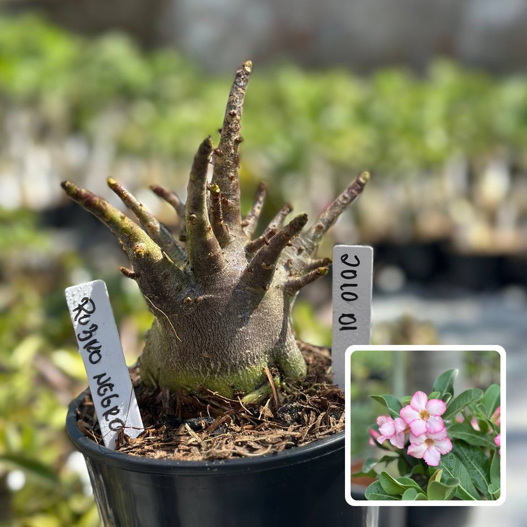 2010 01 Arabicum Rubro Negro F3