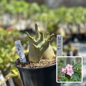 2010 02 Arabicum Star wars F3