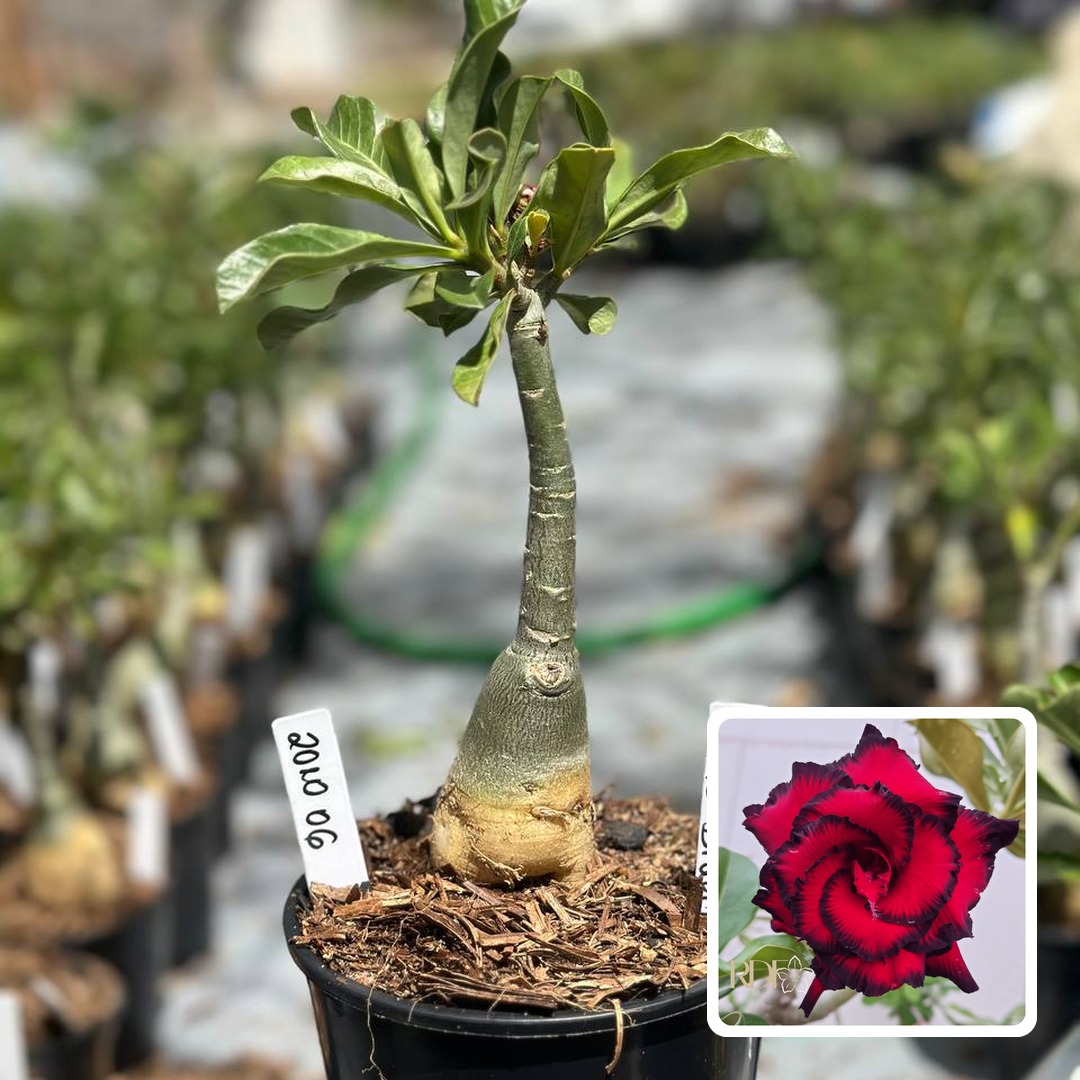 2010 06 Rosa do Deserto Blue Dragon