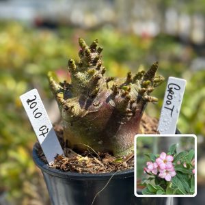 2010 07 Arabicum Groot F3
