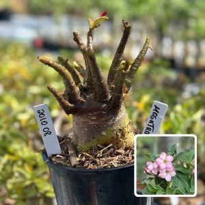 2010 08 Arabicum Megatron F3