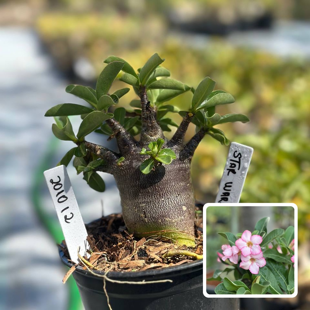 2010 12 Arabicum Star wars F3
