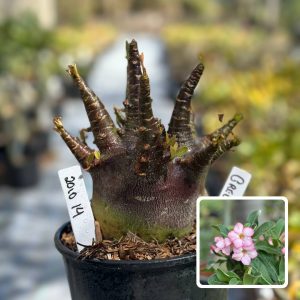 2010 14 Arabicum Green Pod F3