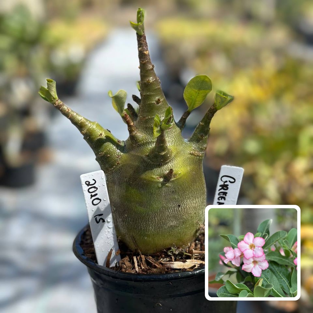 2010 15 Arabicum Green Titã F3