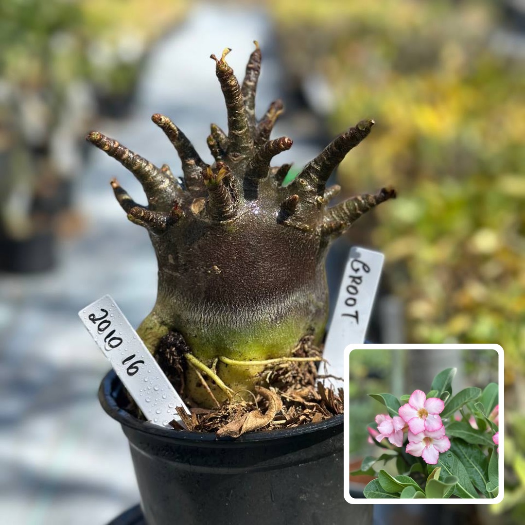2010 16 Arabicum Groot F3