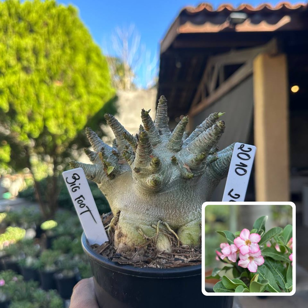 2010 24 Arabicum Big Foot F3