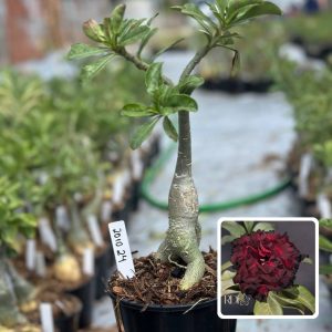 2010 24 Rosa do Deserto Blood Ruby