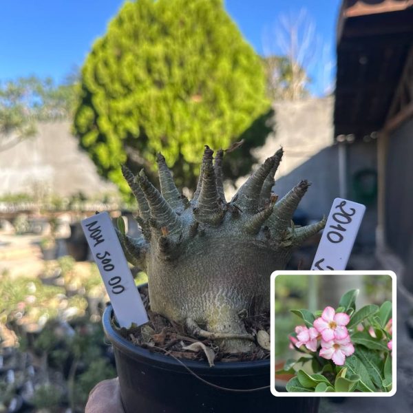 Arabicum Nom Sod Dd F3