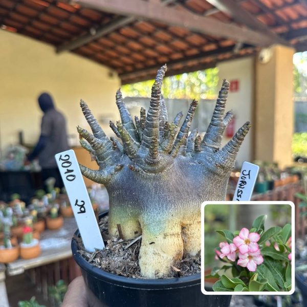 Arabicum Jurassic F3