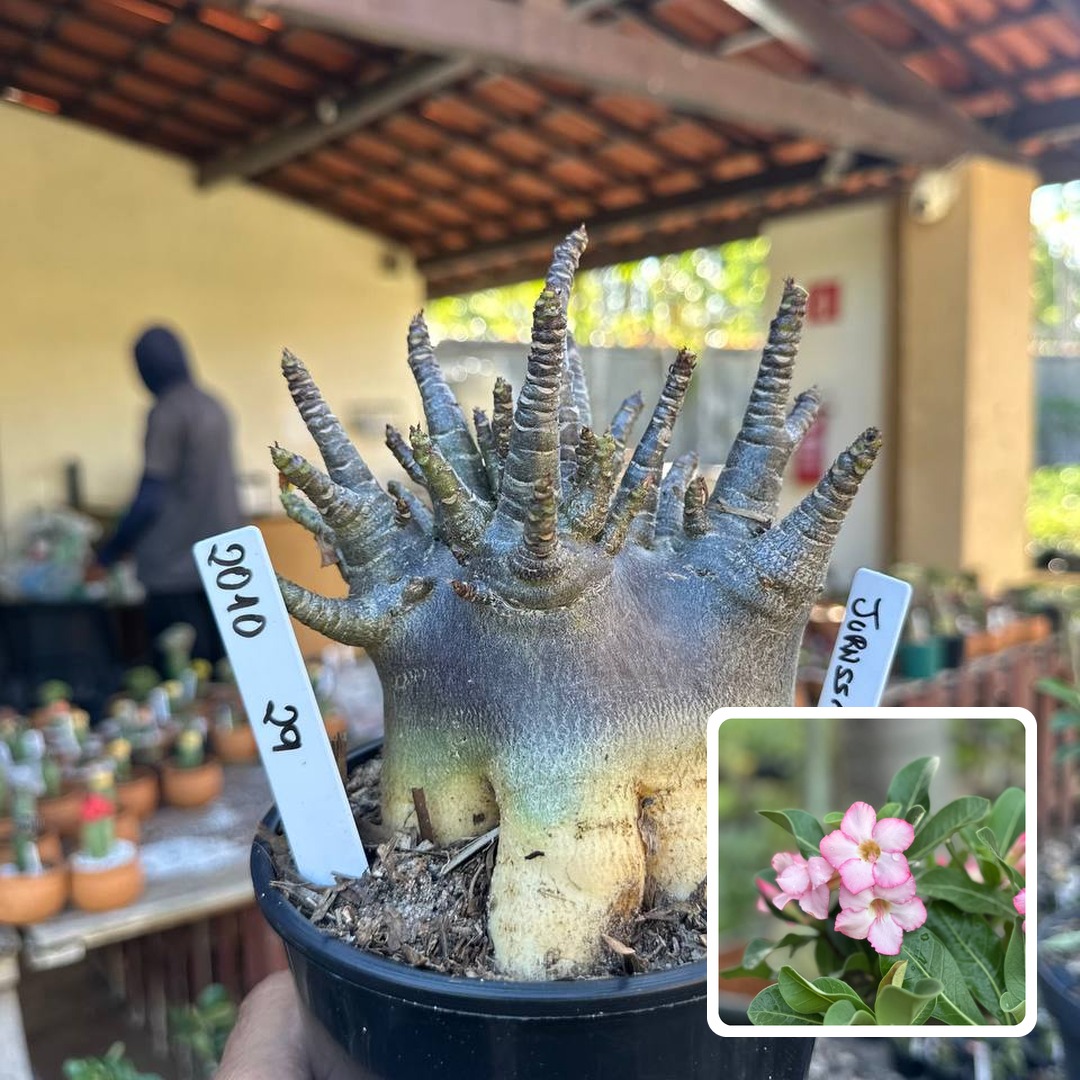 2010 29 Arabicum Jurassic F3