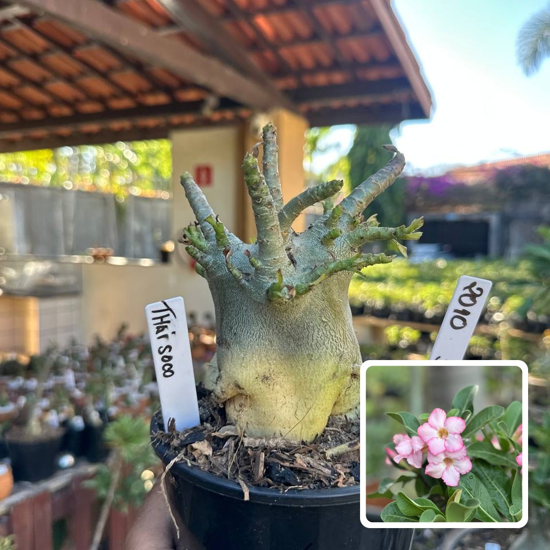 2010 32 Arabicum Thai soco F3