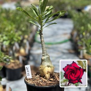 2010 40 Rosa do Deserto Blue Dragon