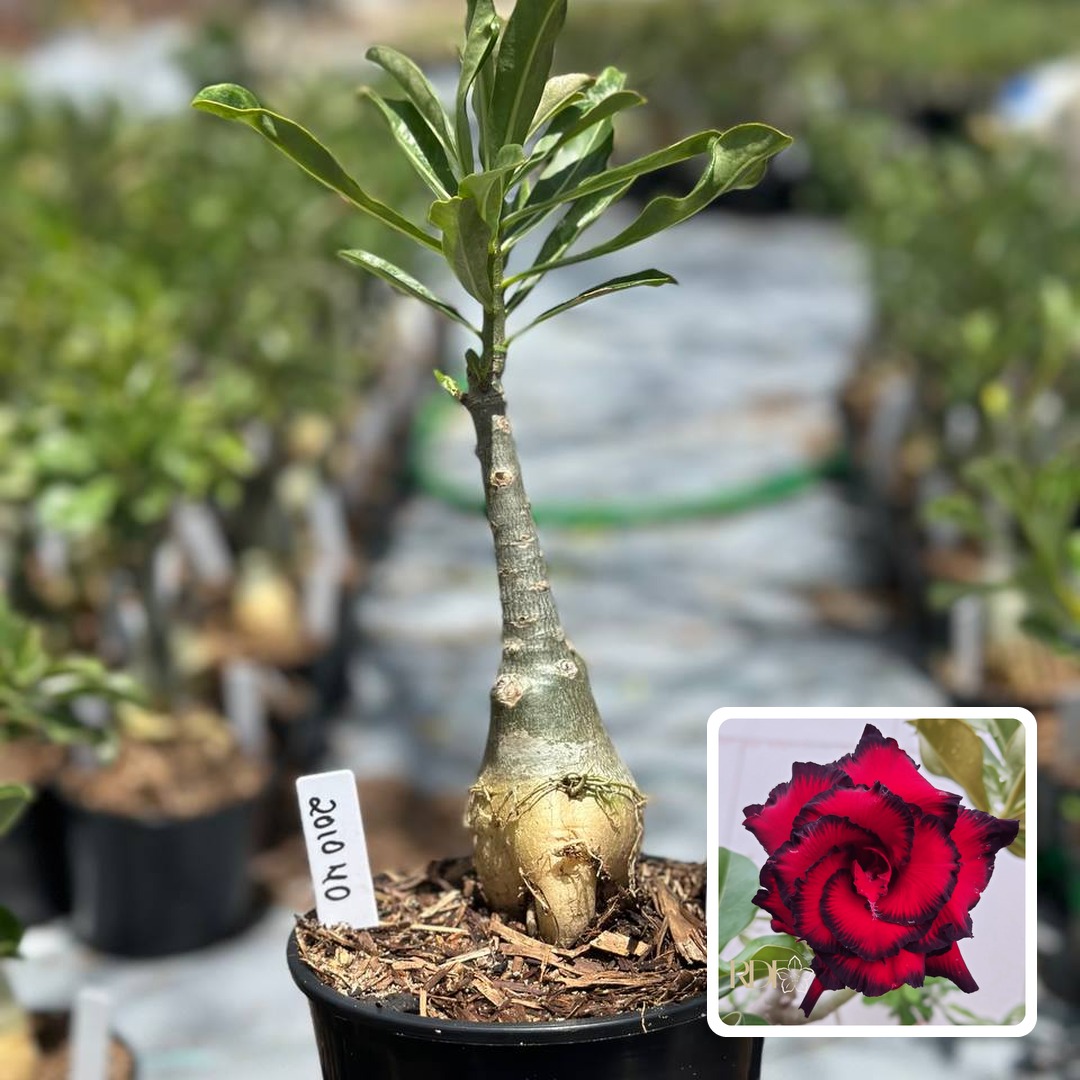 2010 40 Rosa do Deserto Blue Dragon