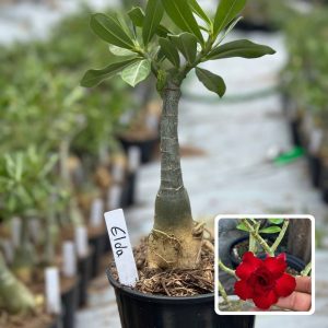2010 84 Rosa do Deserto Elda