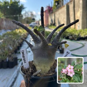 2110 01 Arabicum Vitrine Dhofarense