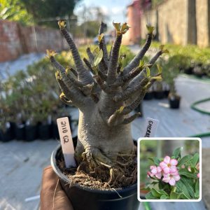 2110 02 Arabicum Vitrine Emerald Crown