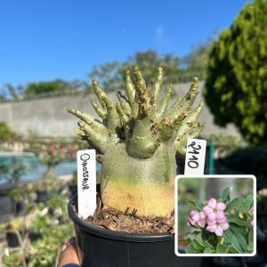 2110 03 Arabicum Vitrine Dinossaur