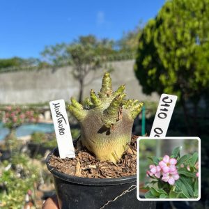 2110 04 Arabicum Vitrine Minotauro